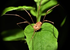 Leiobunum ventricosum