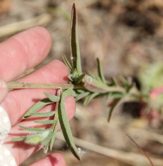Clarkia purpurea viminea