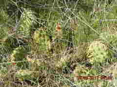 Opuntia polyacantha polyacantha