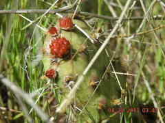 Opuntia polyacantha polyacantha