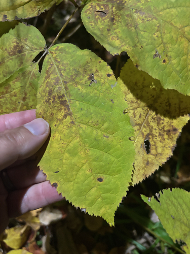 Aralia nudicaulis observed 2026-10-22