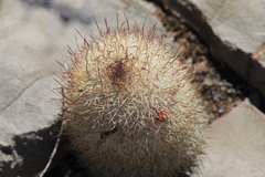 Mammillaria pottsii