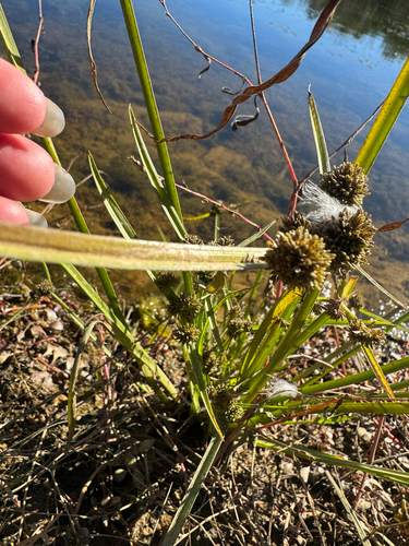 Cyperus difformis observed 2026-10-22