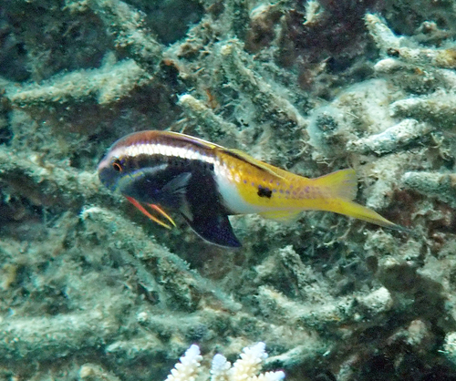 Parupeneus barberinoides observed 2026-10-20