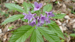 Cardamine pentaphyllos