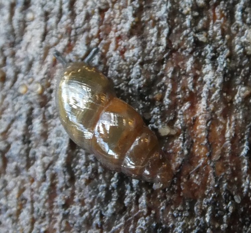 Cochlicopa lubrica observed 2026-10-22