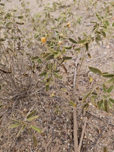Senna bauhinioides, 2026-10-22