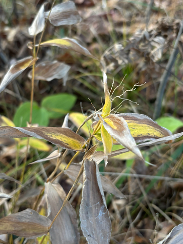 Panicum latifolium observed 2026-10-22