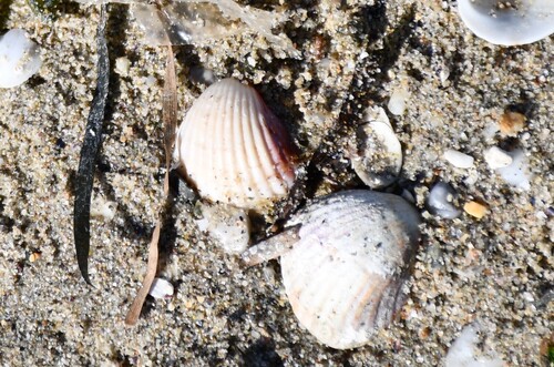 Cerastoderma glaucum observed 2026-10-18