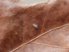 Graphopsocus cruciatus