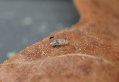 Graphopsocus cruciatus