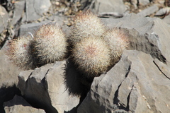 Mammillaria pottsii