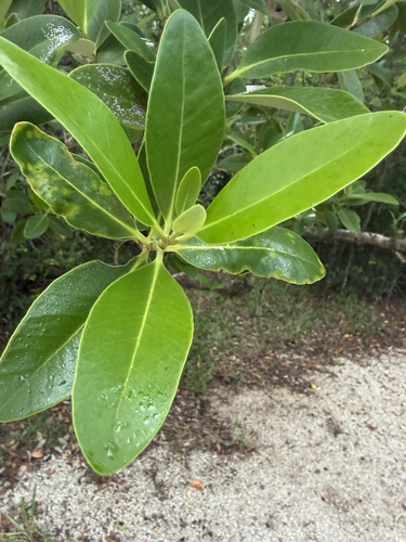 Avicennia germinans observed 2026-10-22