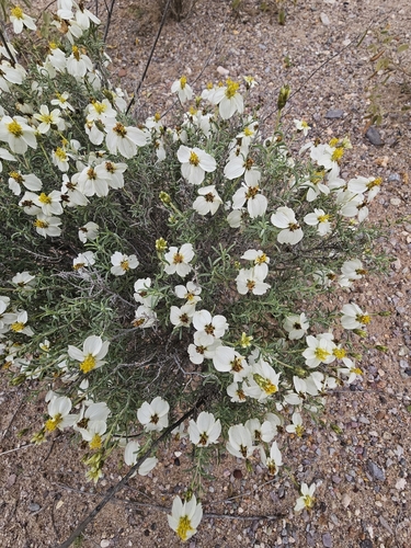 desert zinnia