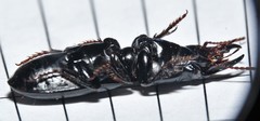 Scarites vicinus