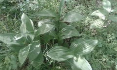 Veratrum album