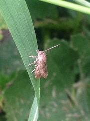 Notocelia uddmanniana