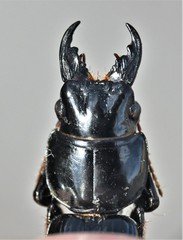 Scarites vicinus