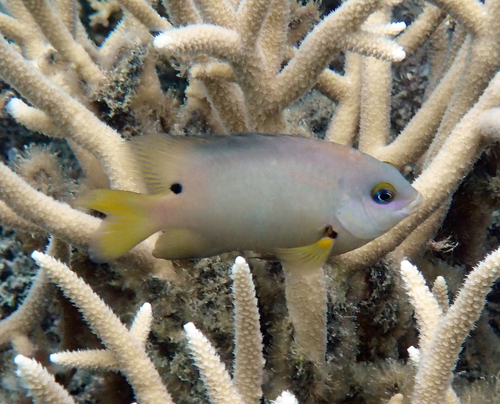 Stegastes nigricans observed 2026-10-20