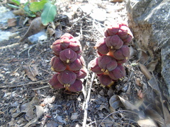 Bdallophytum americanum