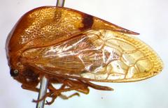 Vestistilus variabilis