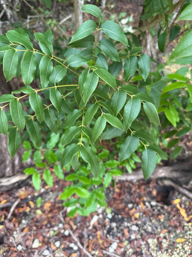 Swietenia mahagoni observed 2026-10-22