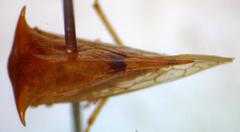 Vestistilus variabilis