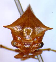 Vestistilus variabilis