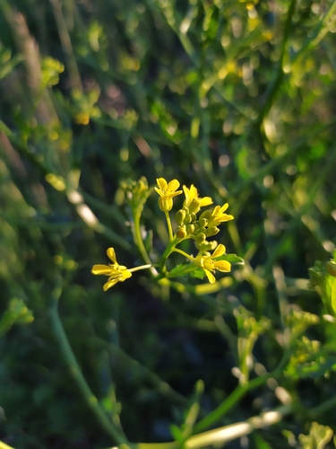 Image of Steppe Cabbage (Rapistrum perenne) by (c) carnifex, some rights reserved (CC BY)