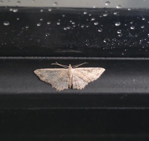 Cyclophora observed 2026-10-21