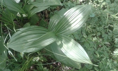 Veratrum album