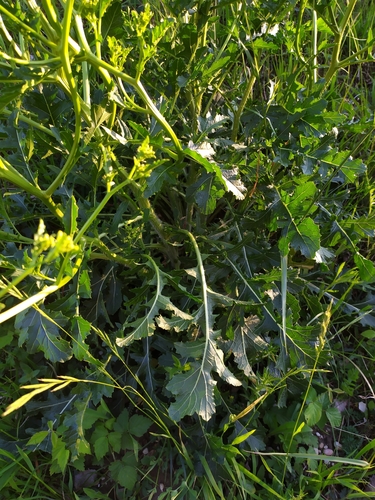 Image of Rapistrum perenne by (c) carnifex, some rights reserved (CC BY)