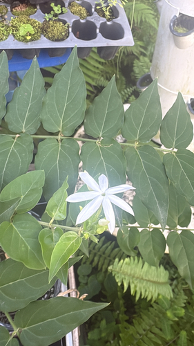Jasminum multiflorum observed 2026-10-15