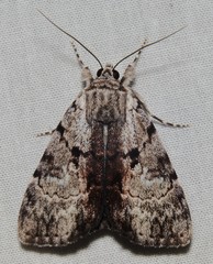 Catocala andromedae