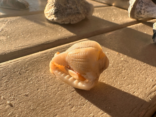Cassis madagascariensis observed 2026-10-22