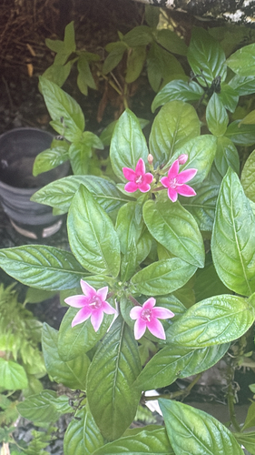 Pentas lanceolata observed 2026-10-15