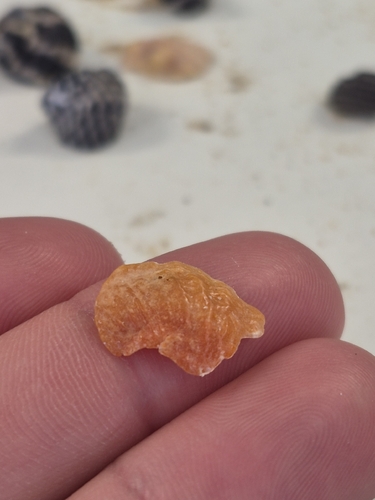 Anomia trigonopsis observed 2026-10-23