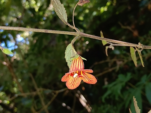 Rhabdothamnus solandri observed 2026-10-23