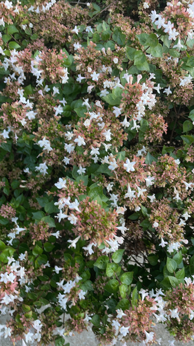 Abelia chinensis observed 2026-10-22