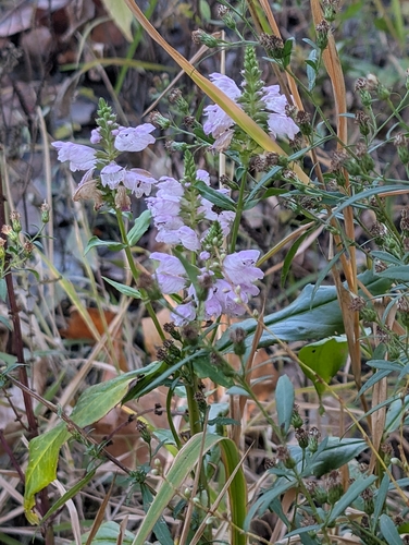 Physostegia observed 2026-10-22