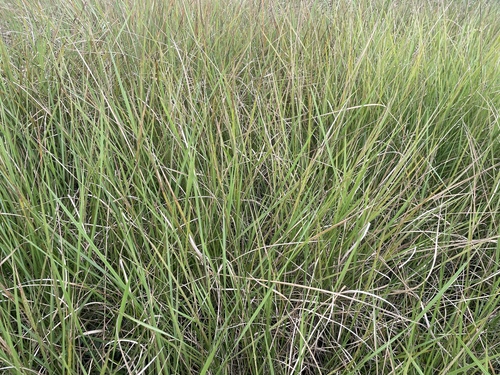 Vine Mesquite