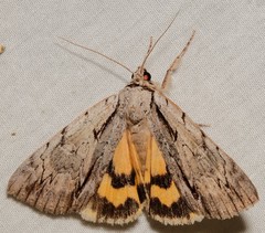 Catocala clintonii