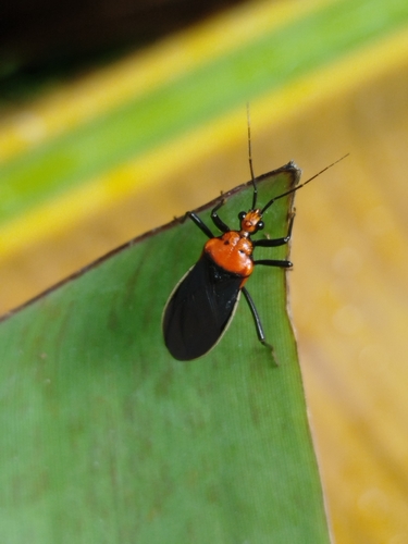 Rhiginia bimaculata