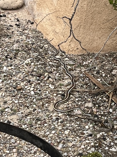 Striped Whipsnake
