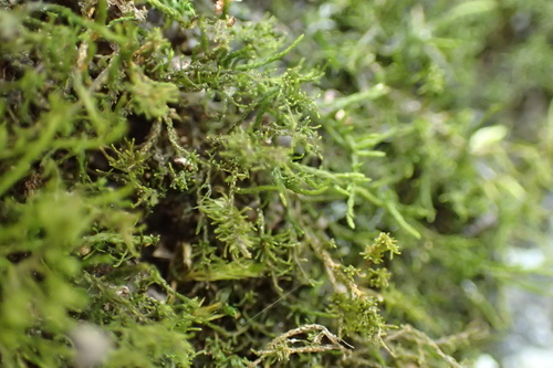 Pseudoleskeella nervosa observed 2026-10-17