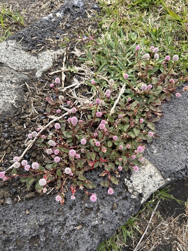 Persicaria capitata observed 2026-10-22