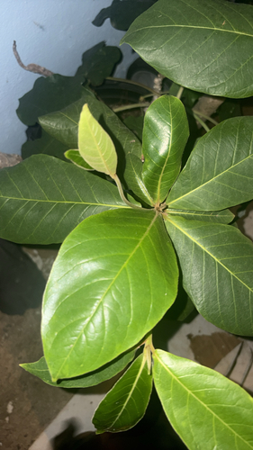 Terminalia catappa observed 2026-10-22