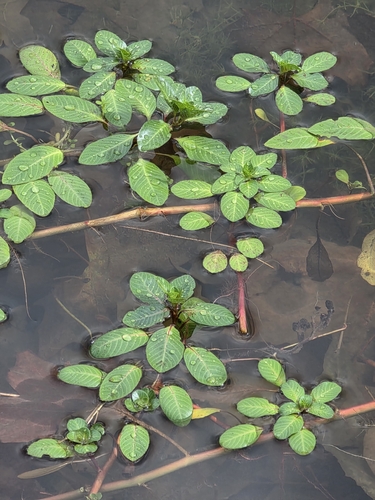 Ludwigia peploides observed 2026-10-22