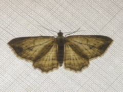 Xanthorhoe anaspila