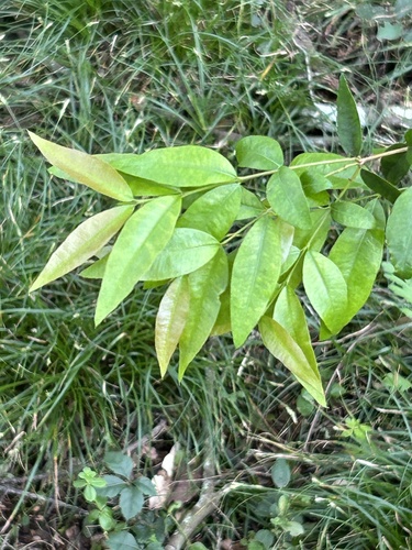 Blepharocalyx salicifolius, 2026-10-18